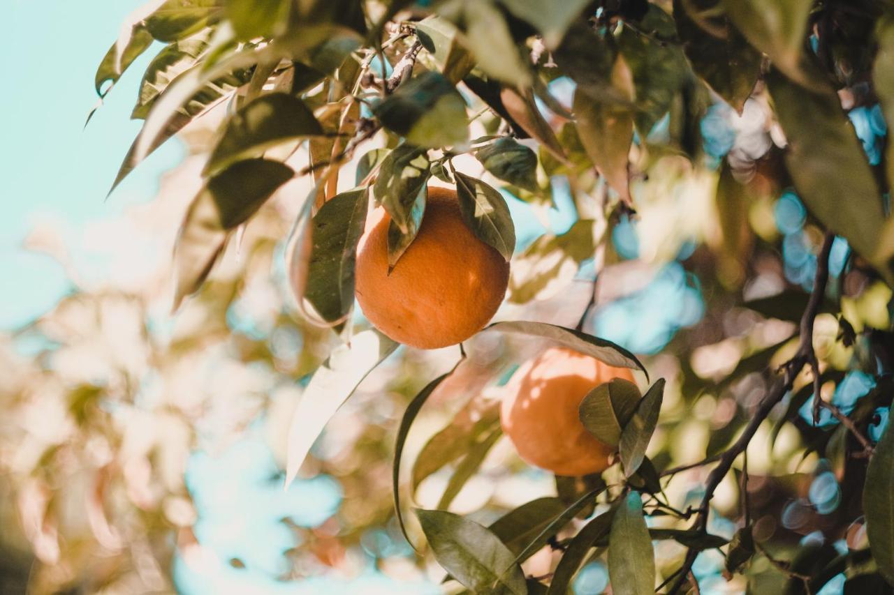 Apartman "Citrus" Trebinje Exteriér fotografie